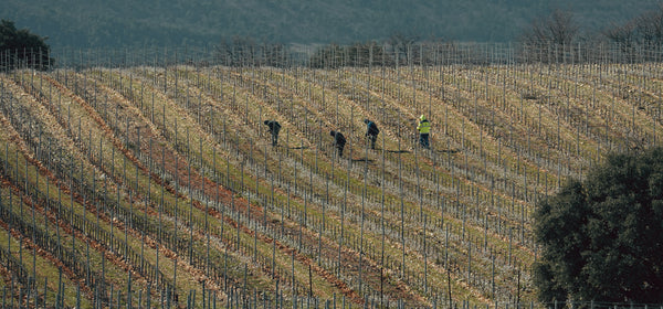 En prod’ : et il se passe quoi dans les vignes de l'hiver jusqu'au printemps ?
