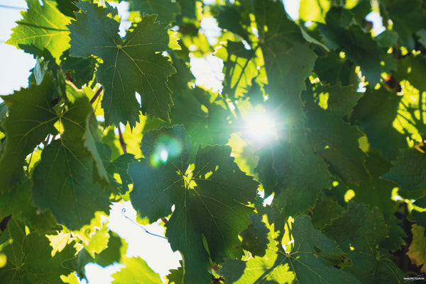 Les secrets de la biodynamie