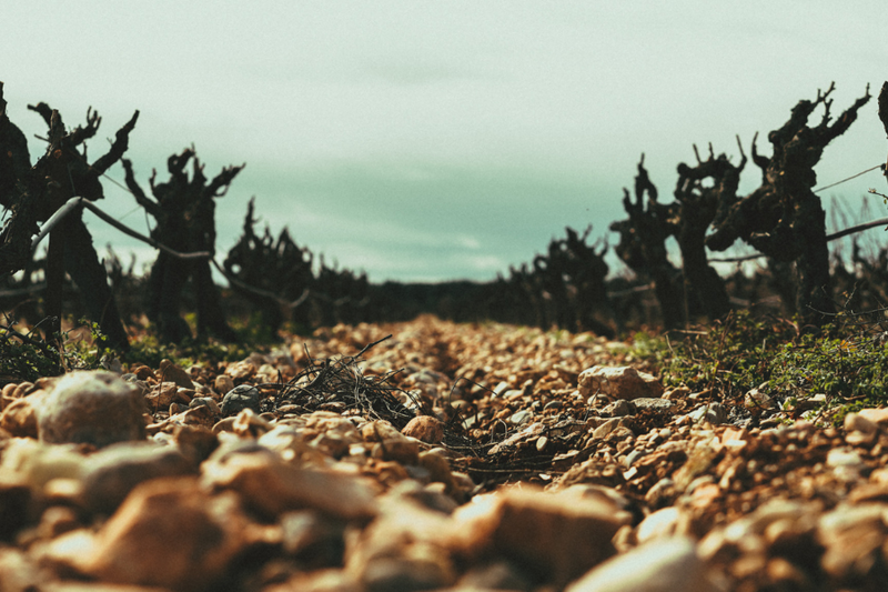Vue sur les chemins de vigne dans les Côtes du Rhône